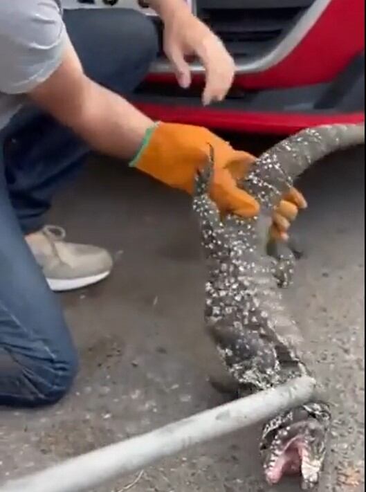 Santa Fe: un lagarto overo apareció en un barrio y sorprendió a los vecinos 6 El lagarto fue acorralado por el personal especializado y luego ubicado en una jaula