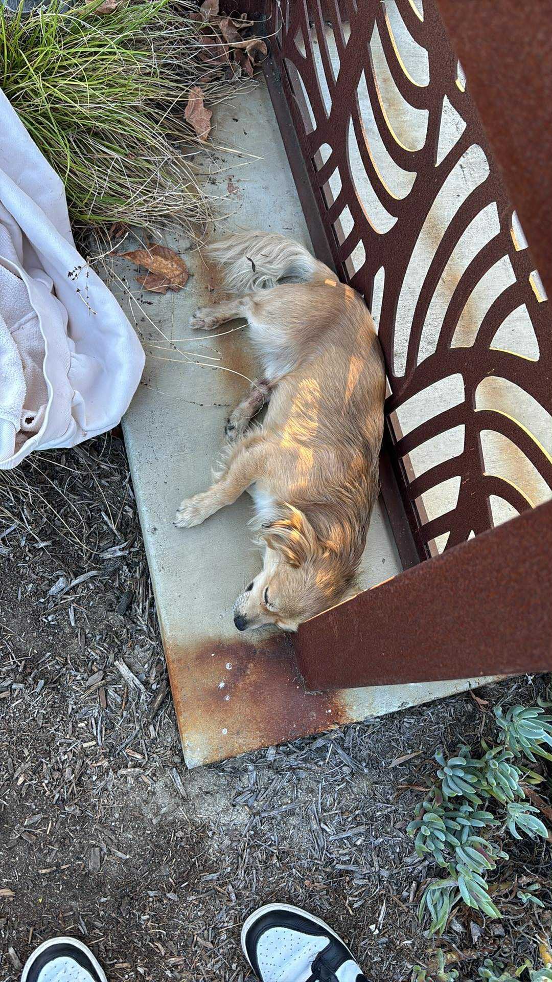 Cuando Suzette Hall lo encontró, estaba lastimado y agobiado.
