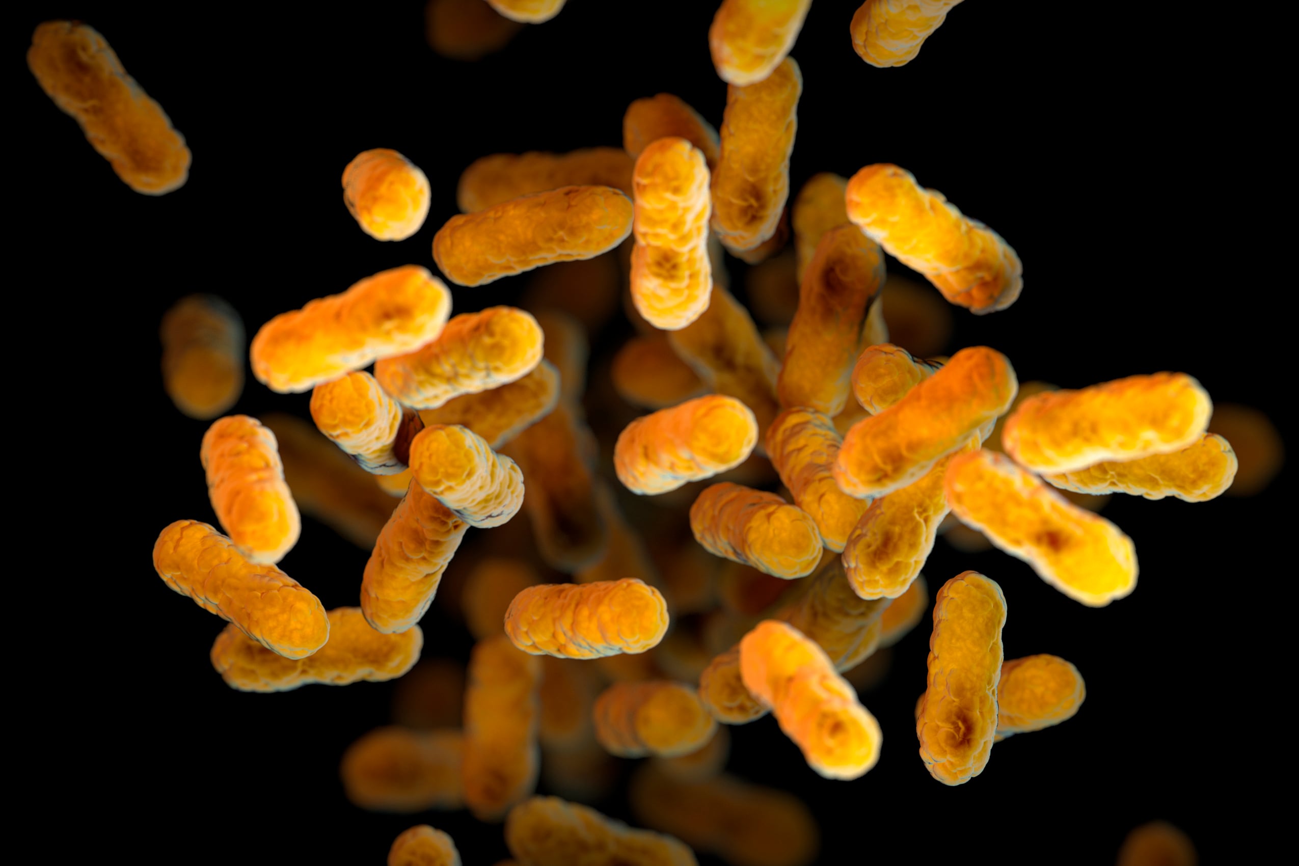 La bacteria Bordetella pertussis, que causa la tos convulsa