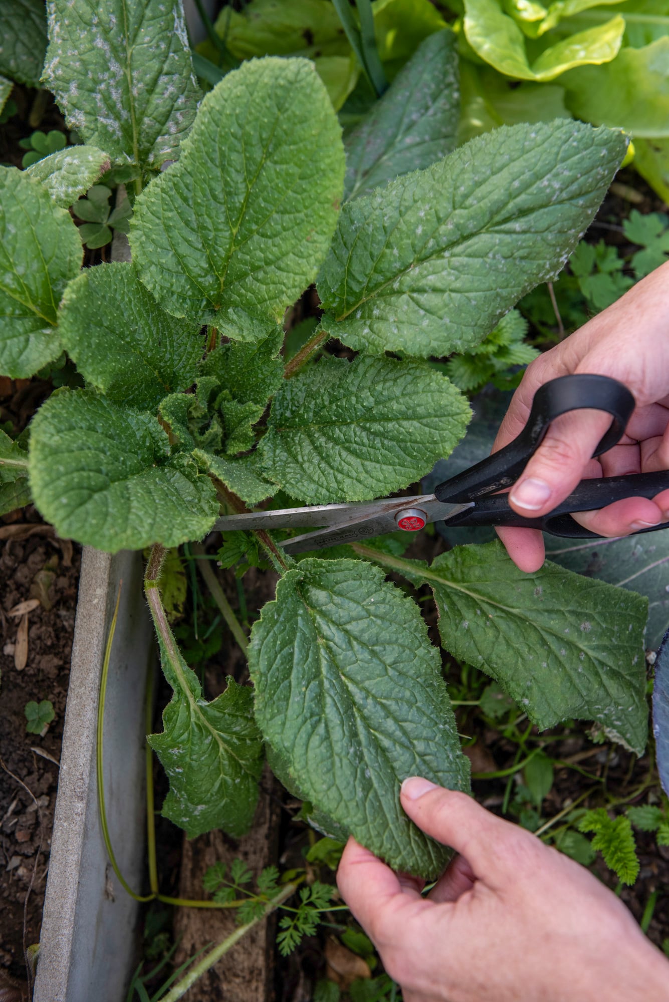 La borraja se destaca por su aporte de hierro vegetal, además de minerales y compuestos antioxidantes