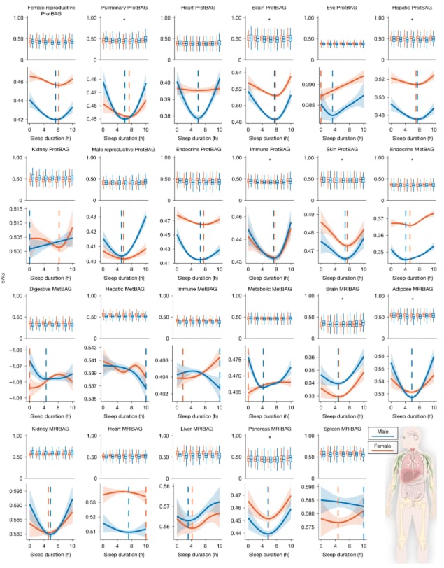 El estudio analizó cómo dormir poco o dormir mucho se asocia a un envejecimiento biológico acelerado en distintos órganos, con patrones diferentes según el sistema y el sexo biológico
