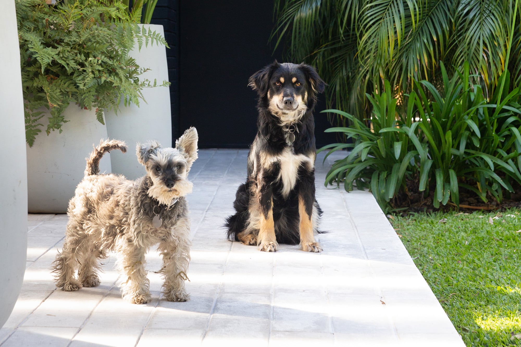 El centro de alojamiento de Florida que ofrece ayuda para los veteranos con mascotas