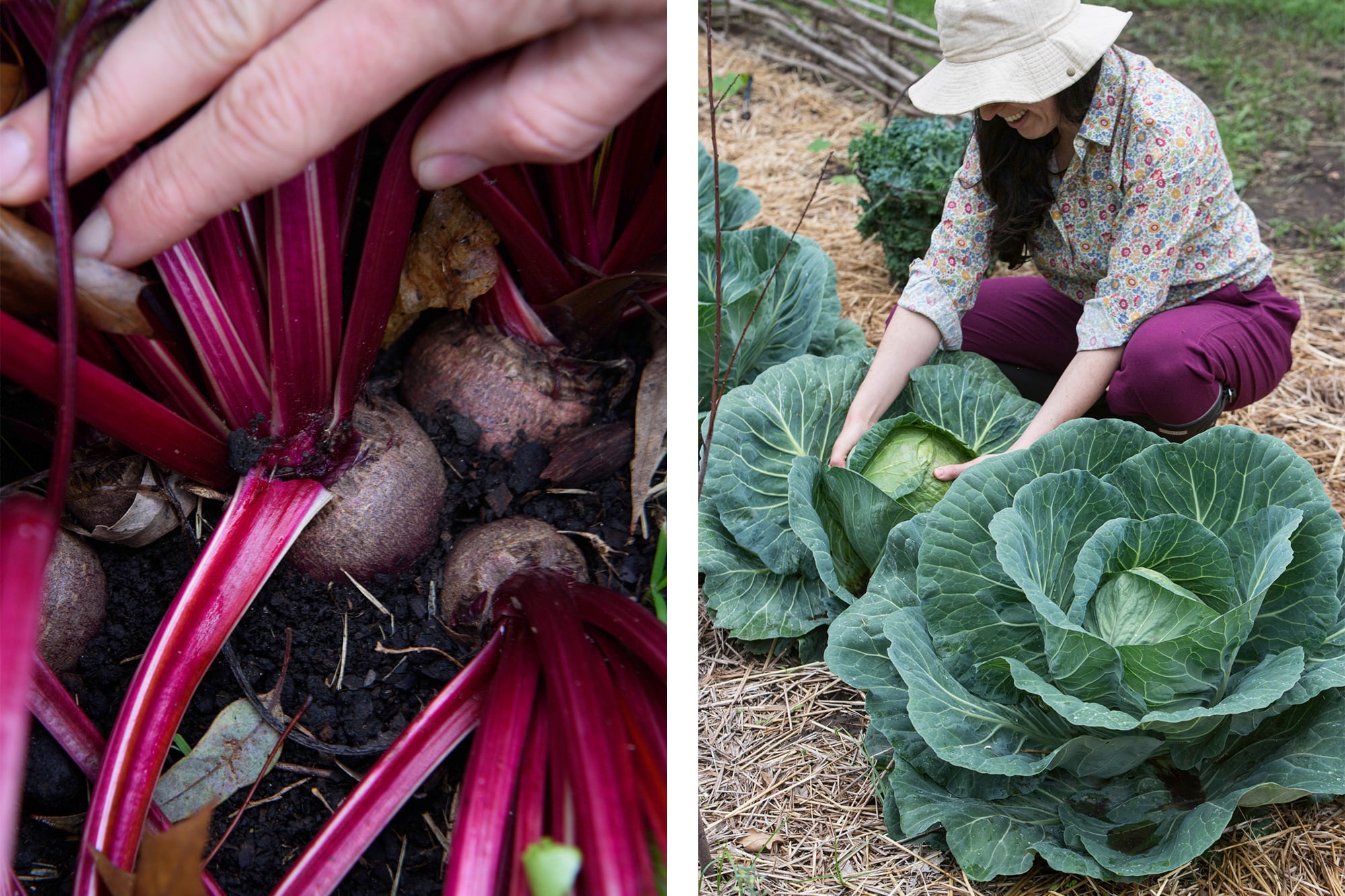 Remolachas y coles en la huerta de invierno
