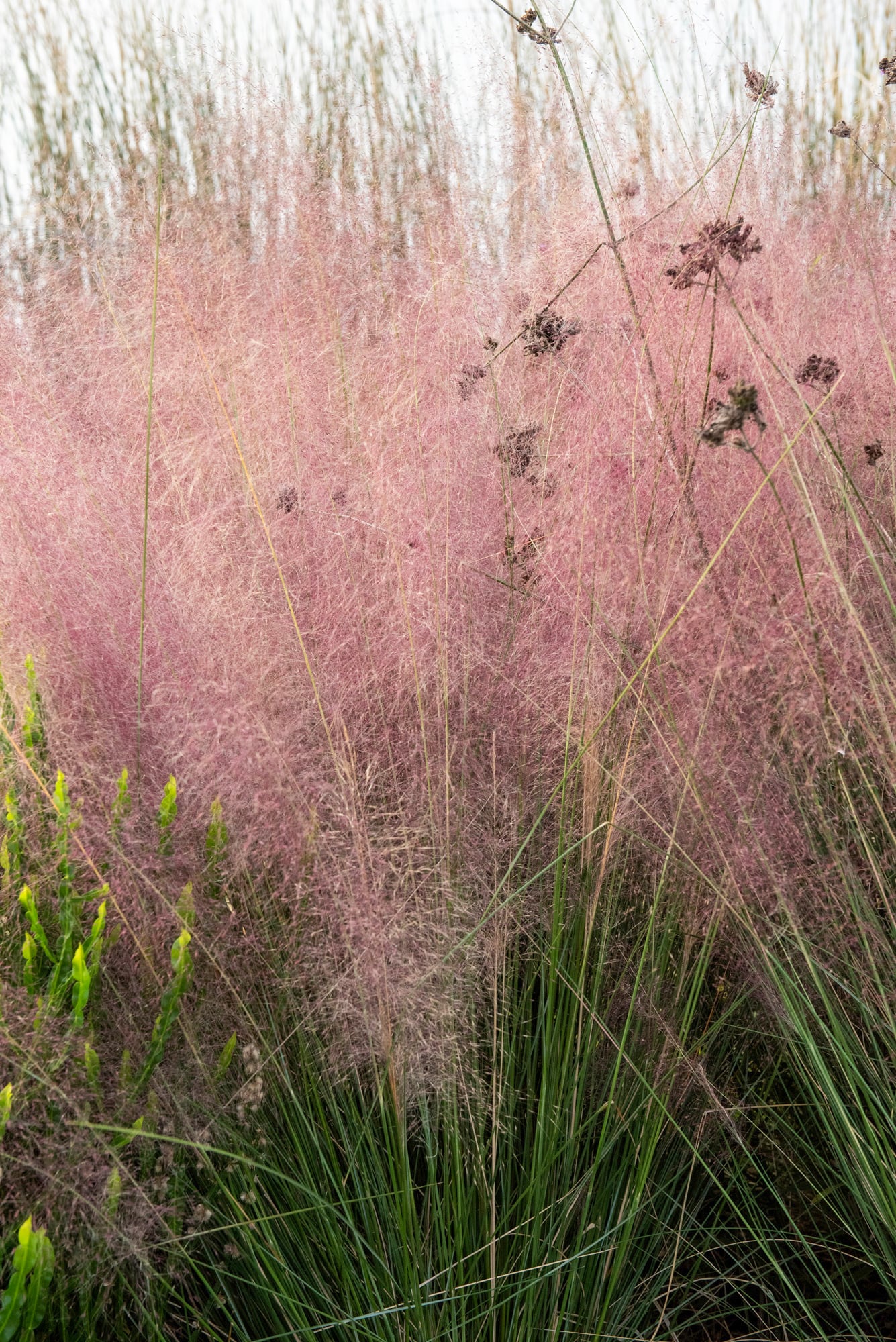 Su espectacular floración demuestra que una gramínea no necesita grandes flores para convertirse en protagonista