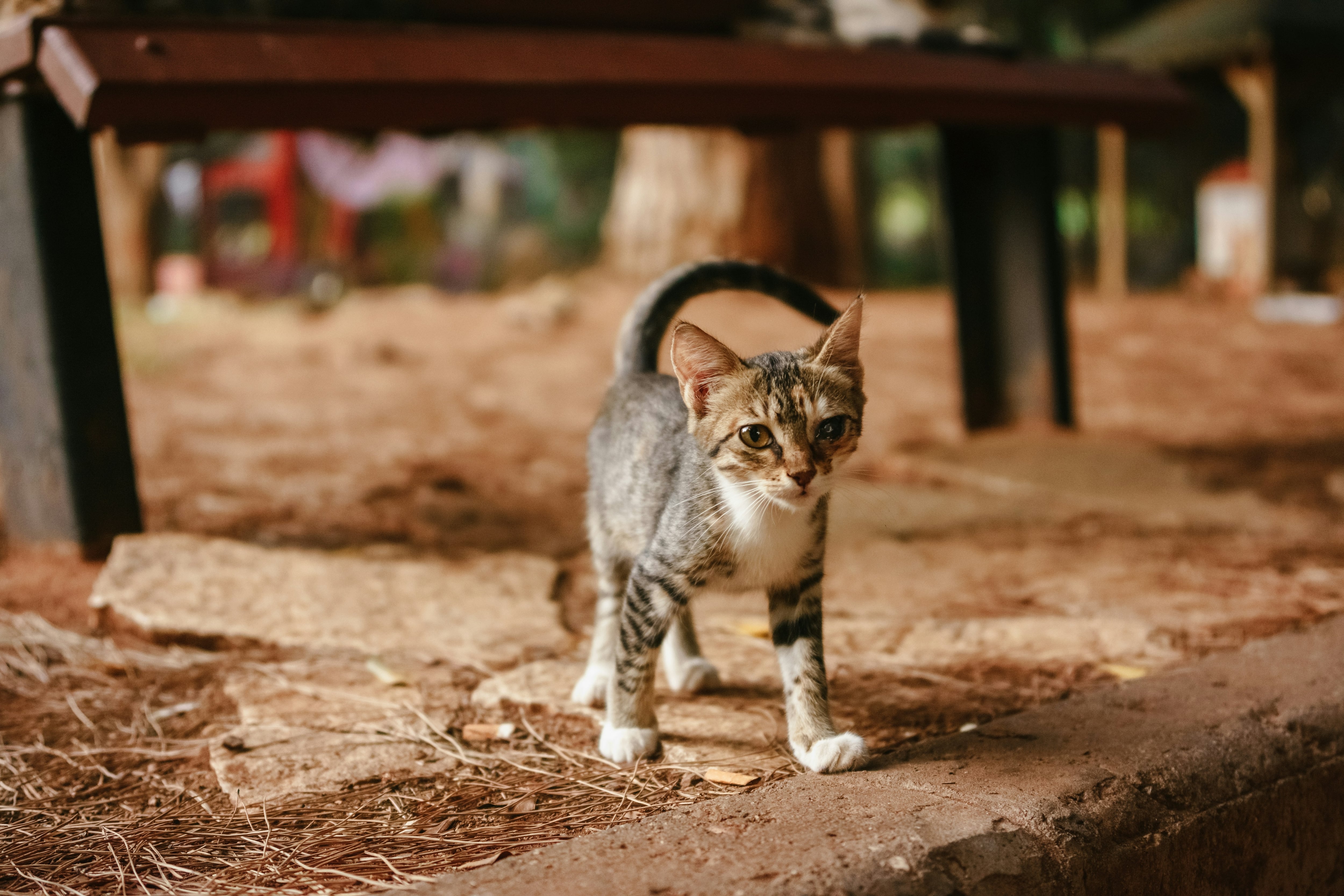 Cómo expresan amor los gatos y cómo eligen a su humano favorito