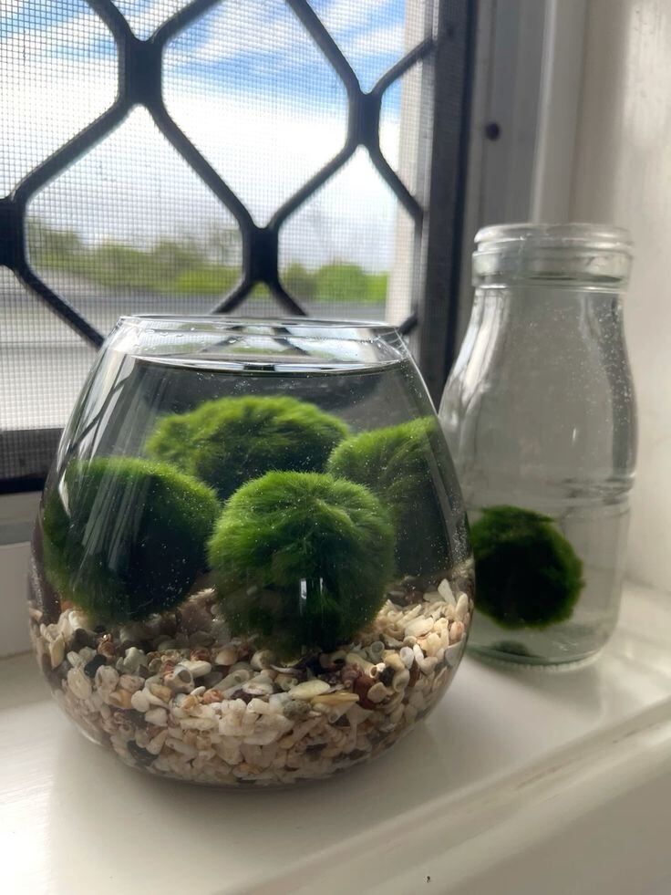 Decorativa, longeva y de buena suerte: la planta que está ganando popularidad