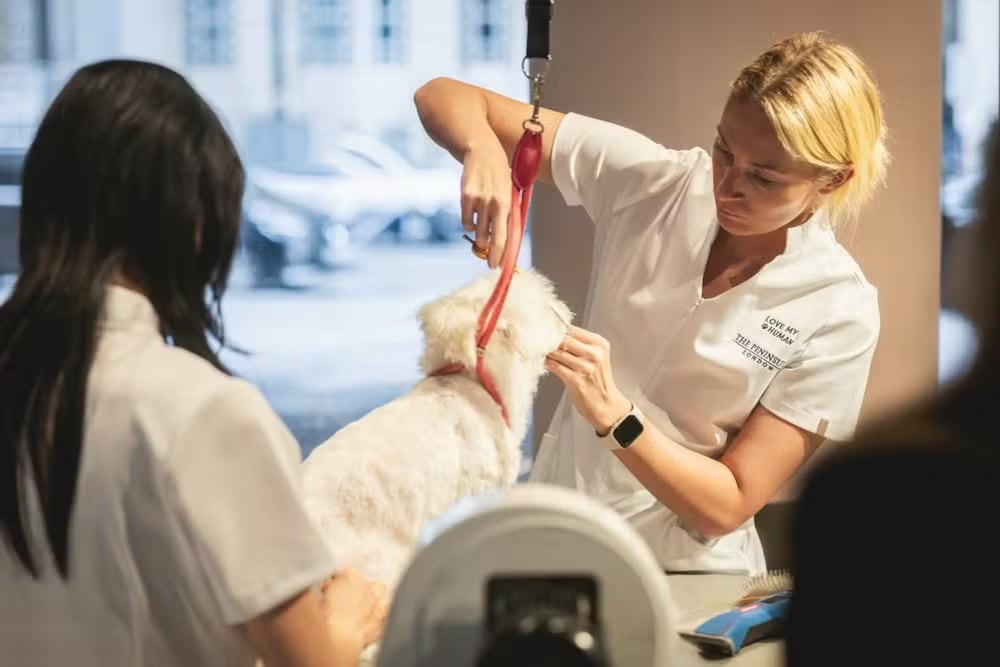 Entre los servicios disponibles se incluyen baños completos, recortes, lavado, corte de uñas, cepillado, limpieza dental e incluso tratamientos faciales