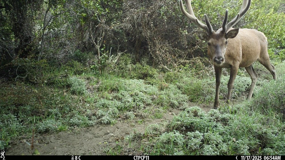El monitoreo se enfoca en carpinchos, zorros, armadillos y felinos silvestres como el puma o el gato guiña, hasta especies exóticas o amenazadas como el huemul