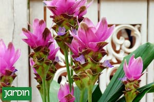 La cúrcuma esconde un secreto que nadie imagina