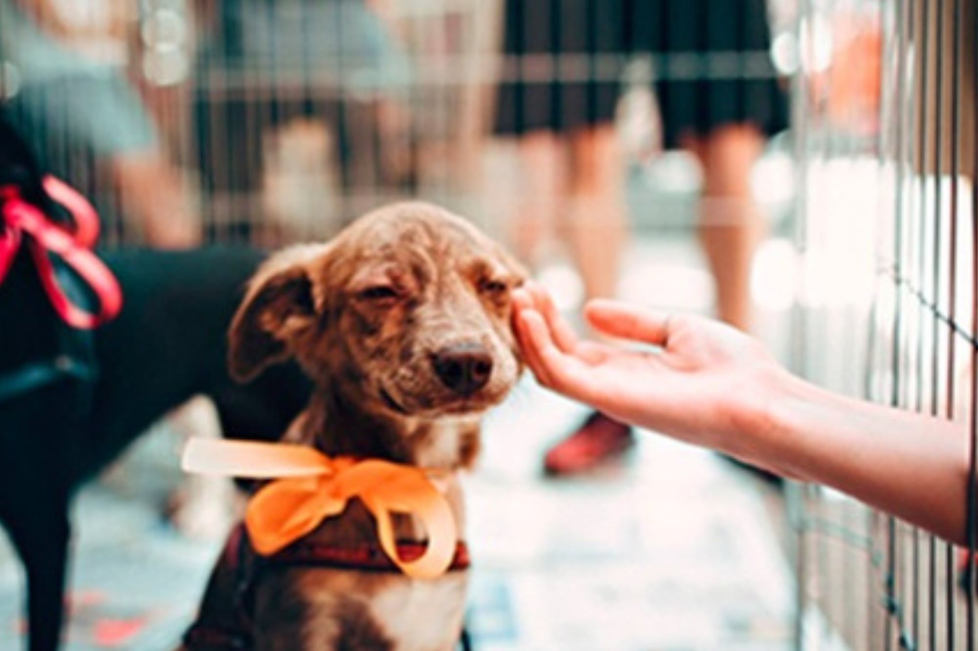 La aplicación permite adoptar perros y gatos (Foto: GCBA)