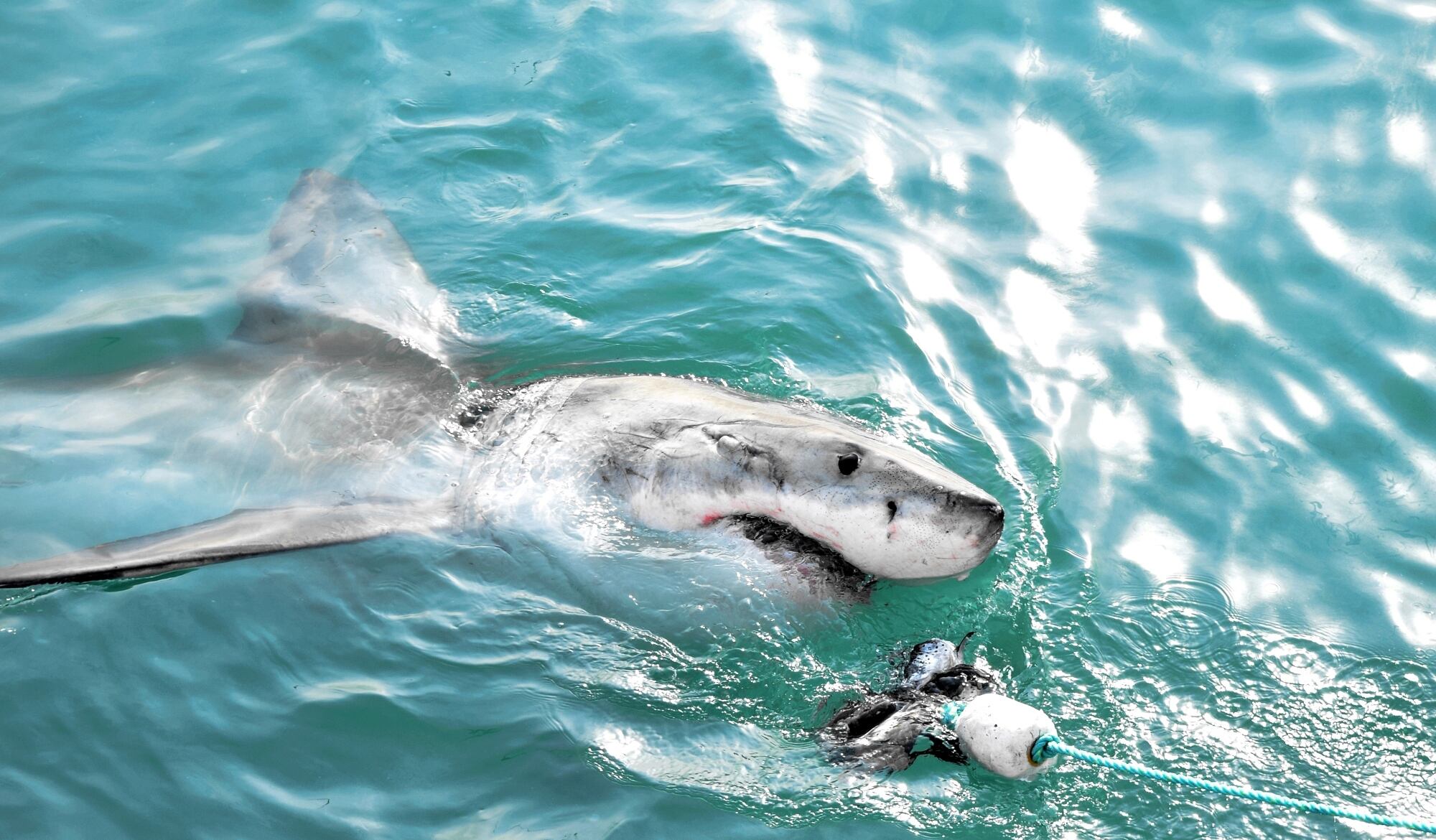 Alerta en Tampa Bay por la aparición de dos grandes tiburones cerca de la costa