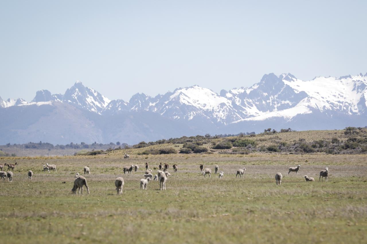 Plan binacional: comienza un ambicioso programa para regenerar 150.000 hectáreas 7 Esteppa inicia su implementación en 150.000 hectáreas y proyecta mediciones de carbono desde 2026
