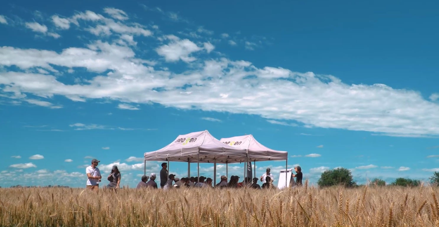 Campaña de trigo: cómo optimizar cada hectárea ante márgenes que lucen estrechos