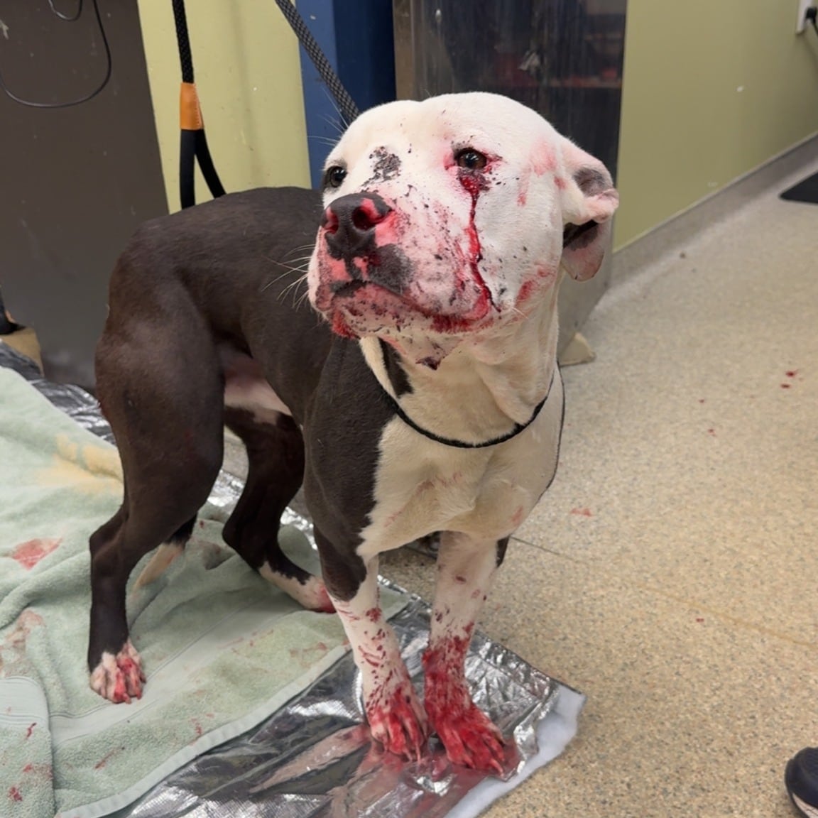 La policía encontró un pitbull gris y blanco en la calle, cubierto de sangre: parecía haber recibido un disparo.