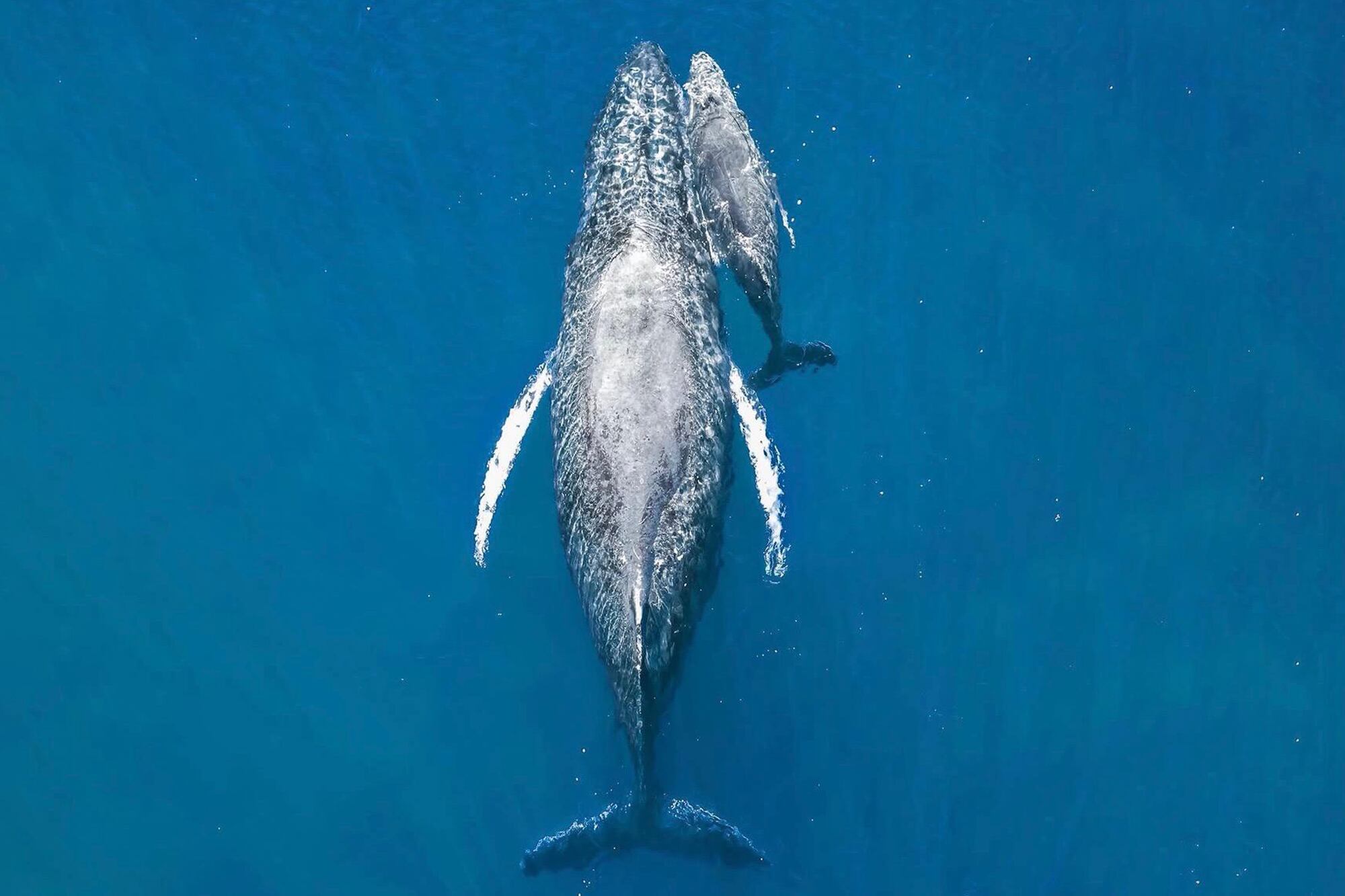 La increíble foto de una ballena con su cría que llevó a un argentino al podio mundial de las mejores imágenes aéreas