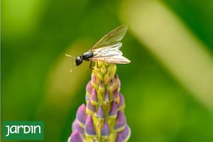 Por qué aparecen en esta época del año y cómo se pueden controlar