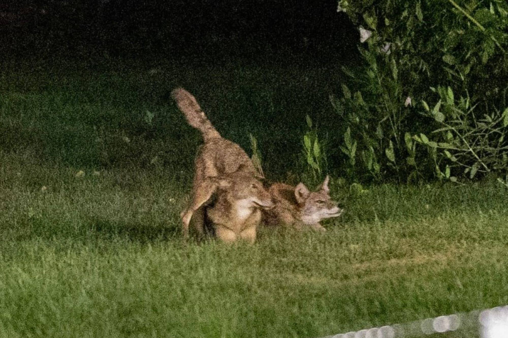 Romeo y Julieta, los coyotes más famosos de Nueva York