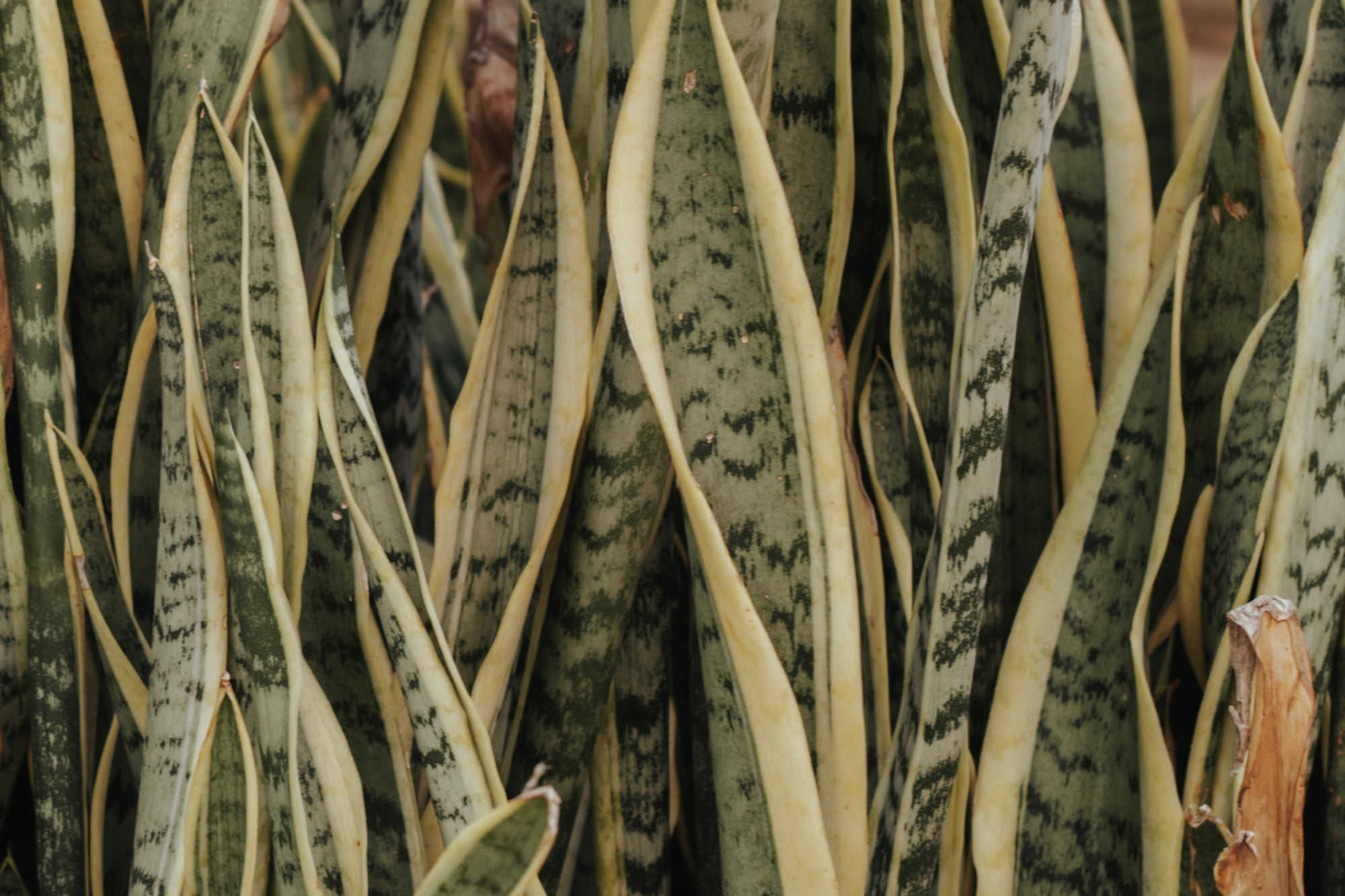 Mantener el jardín ordenado y sin refugios naturales ayuda a disminuir la probabilidad de encuentros