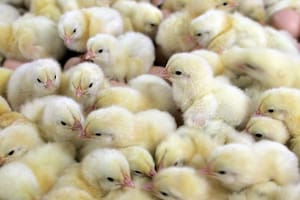 Córdoba: avícola pide procedimiento de crisis por derrumbe de producción