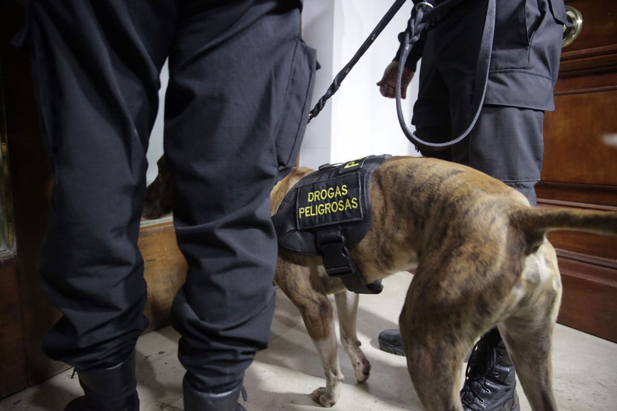 La Armada señaló que el perro que protagonizó el incidente se encuentra en buenas condiciones y que fue sometido a un proceso de reentrenamiento