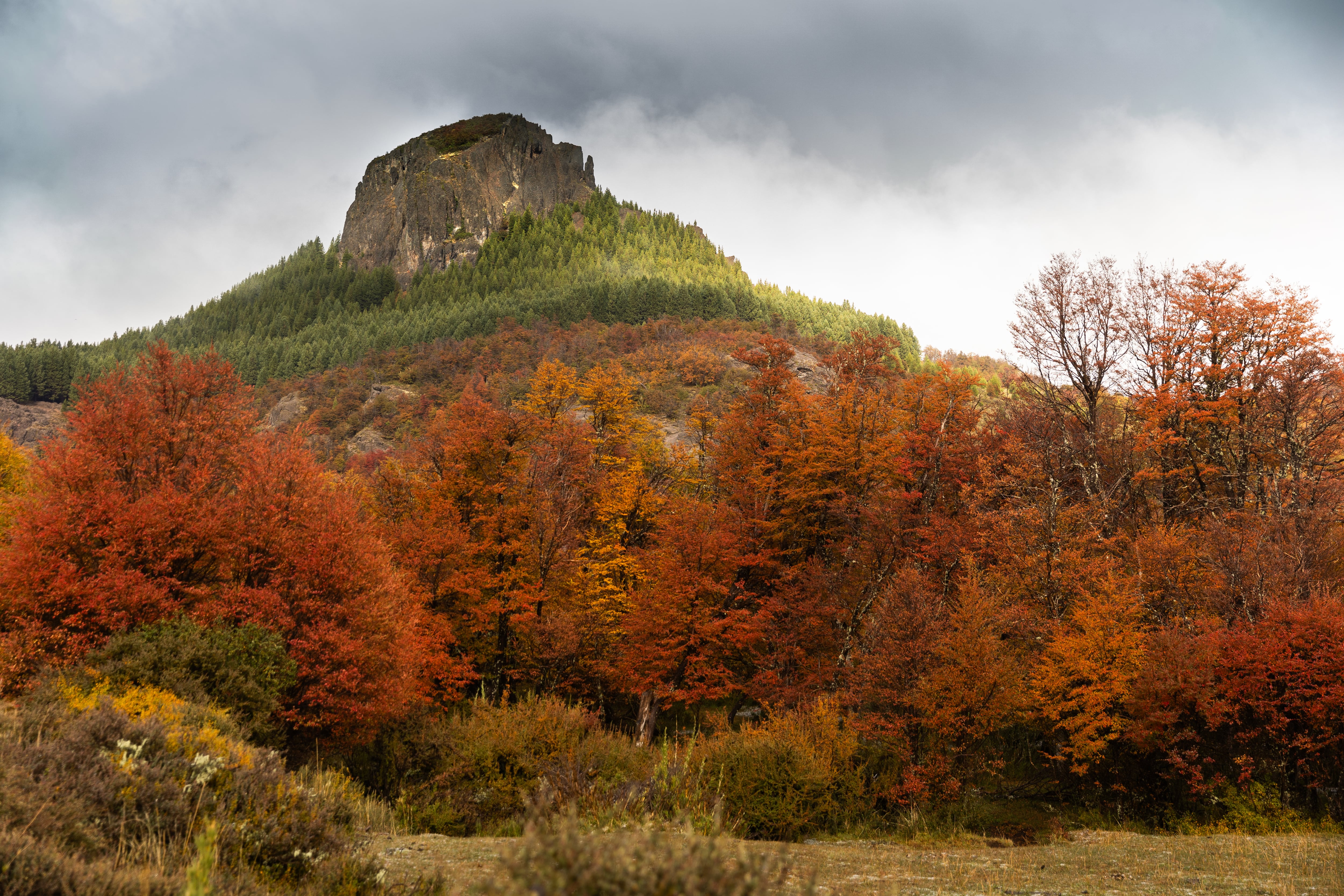 El contraste de los colores del bosque es impactante en la zona del Parque Nacional Lanín
