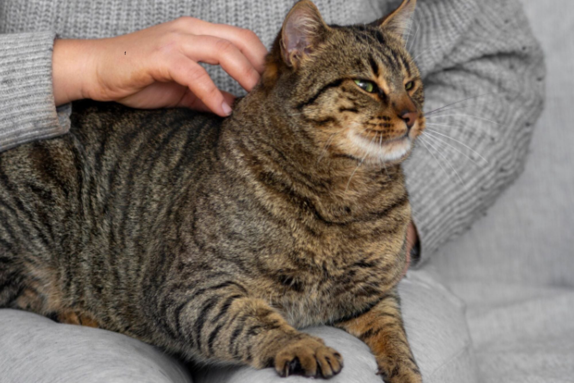 Qué significa que tu gato duerma sobre tus pies