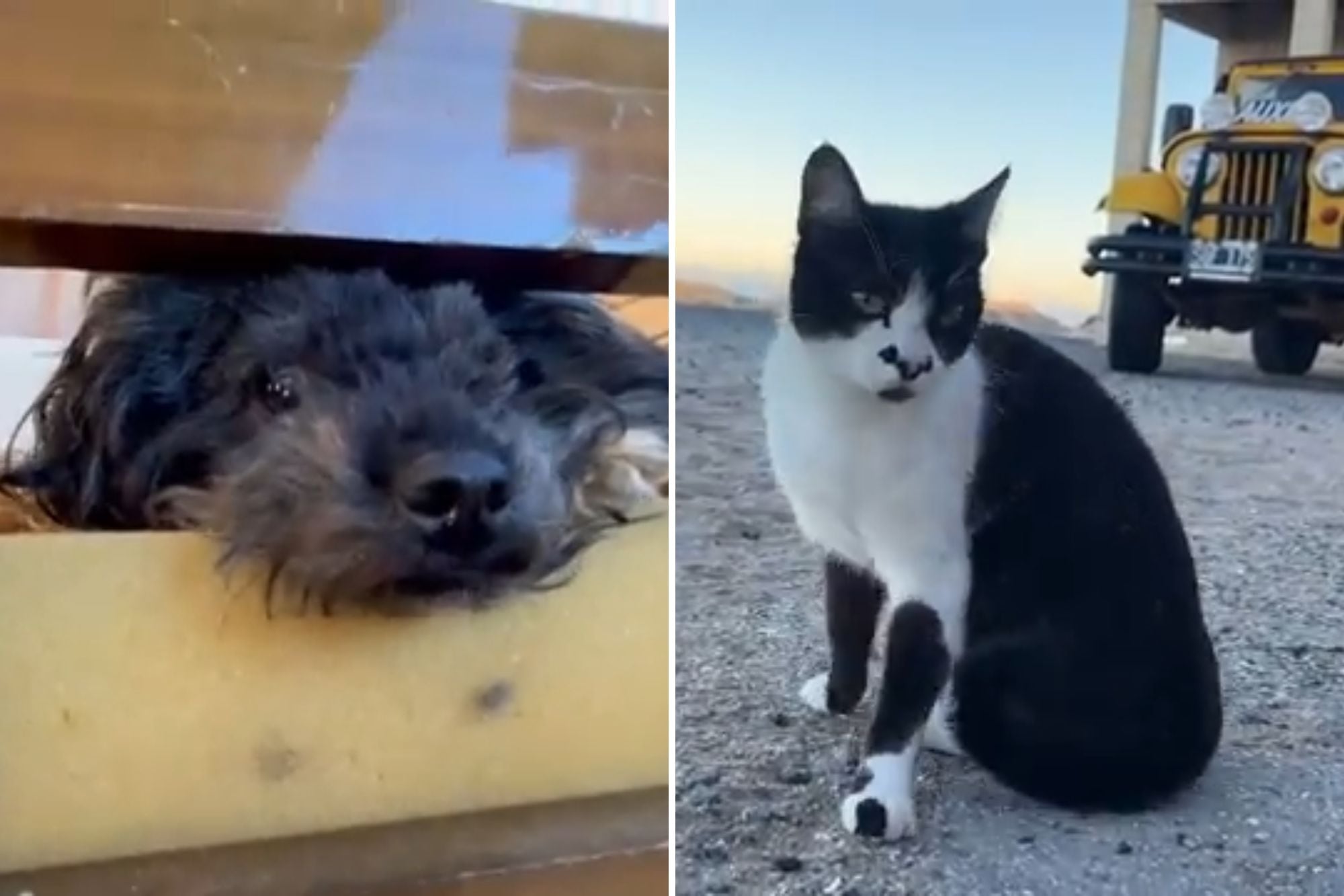 Jorge vive junto a su caniche Hachi y su gata Antonia