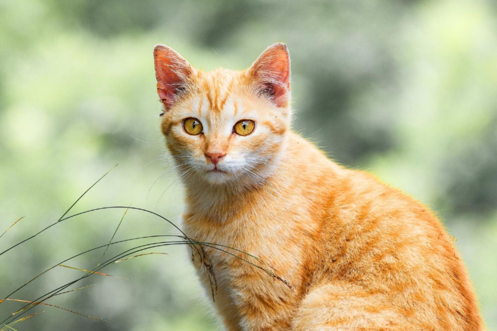 Carlos Gutiérrez, veterinario: "Casi todos los gatos naranjas son en realidad atigrados y eso los hace ser muy familiares"