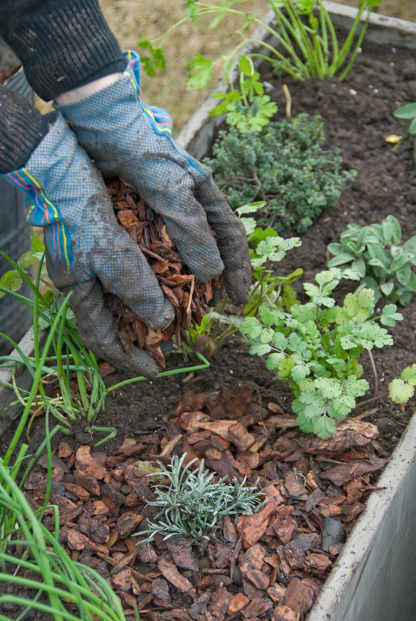 Rodear las plantas con mulch antes del primer frío protege las plantas en un momento de pleno rendimiento