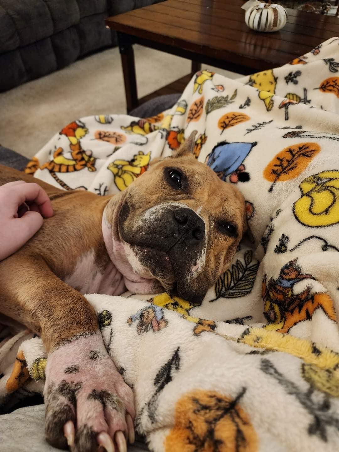 Goulash duerme en la cama de su tutora.