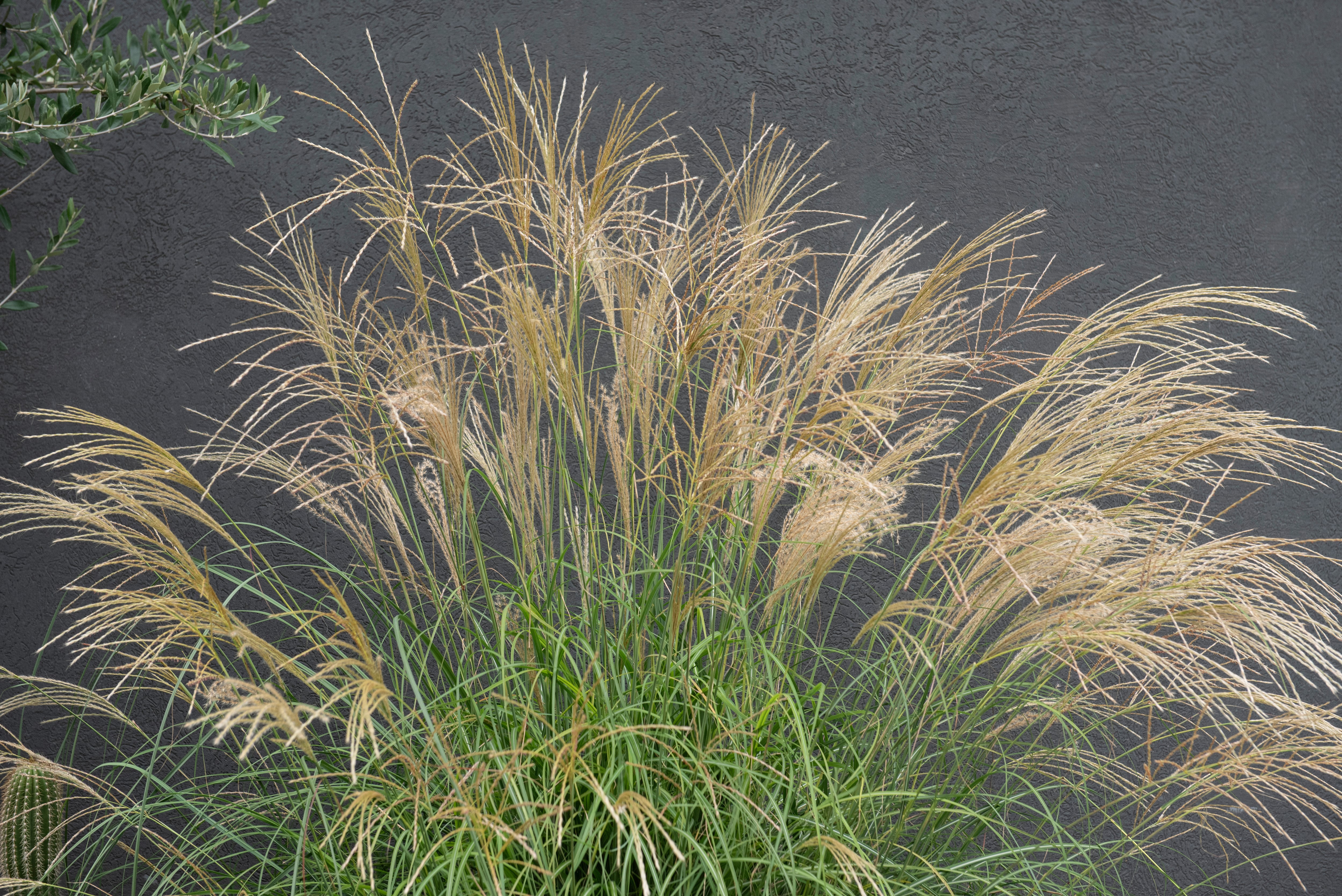 Altura, textura y movimiento: el sello inconfundible del Miscanthus sinensis