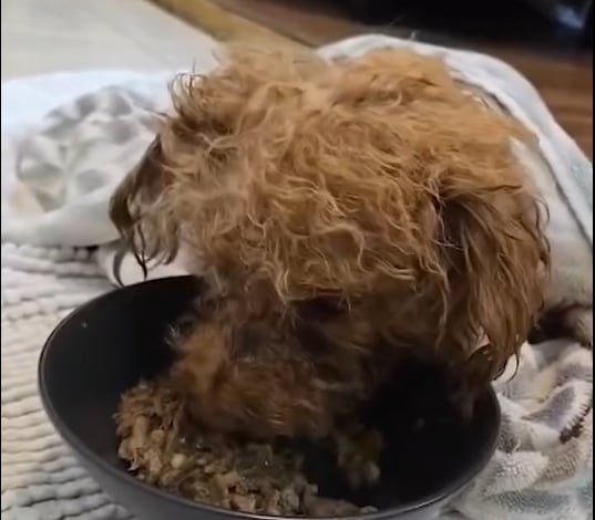Oscar tuvo que tener atención veterinaria tras su rescate  (Captura: @oscarthepoodle2025)
