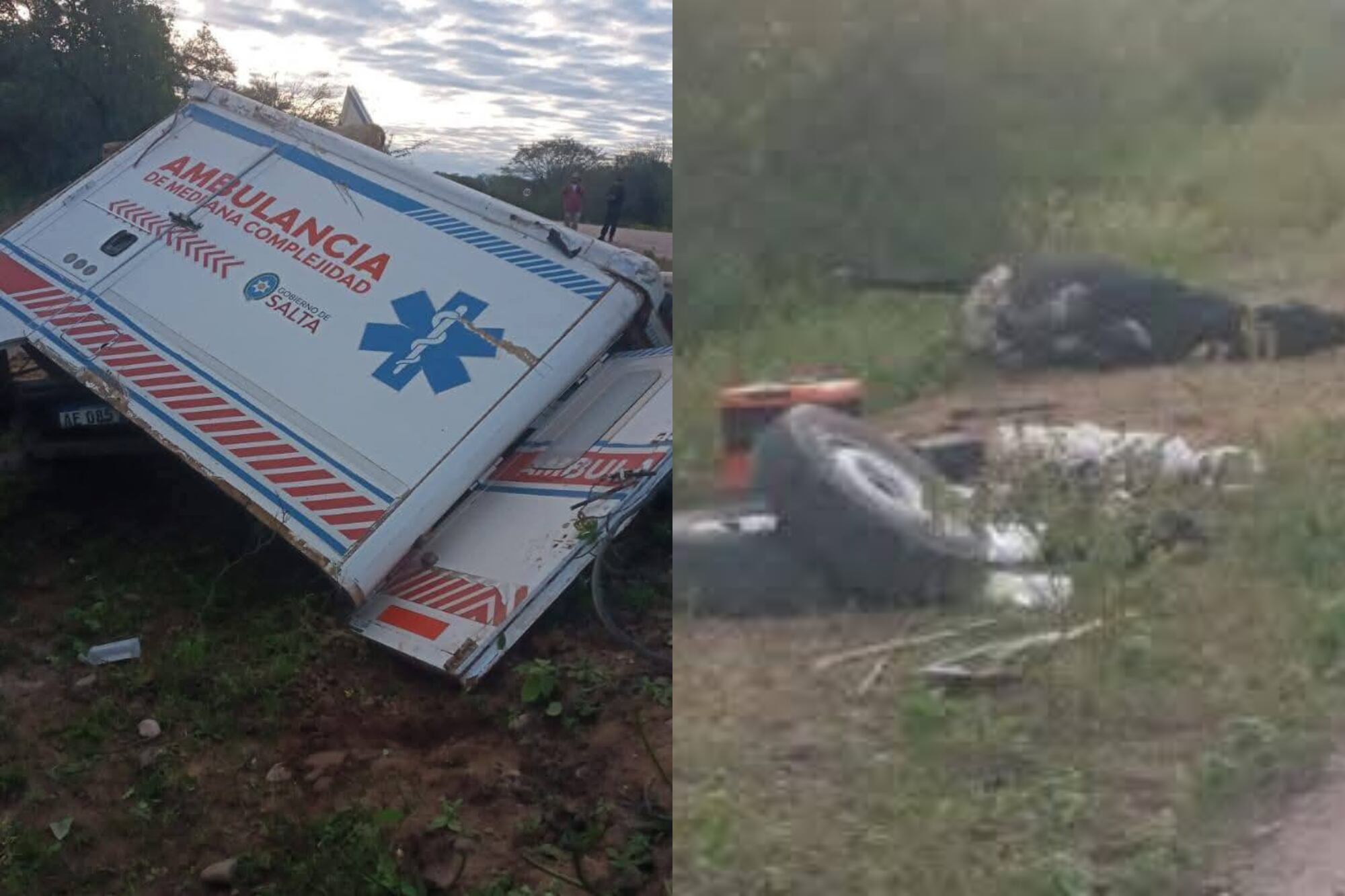 El animal murió en el acto