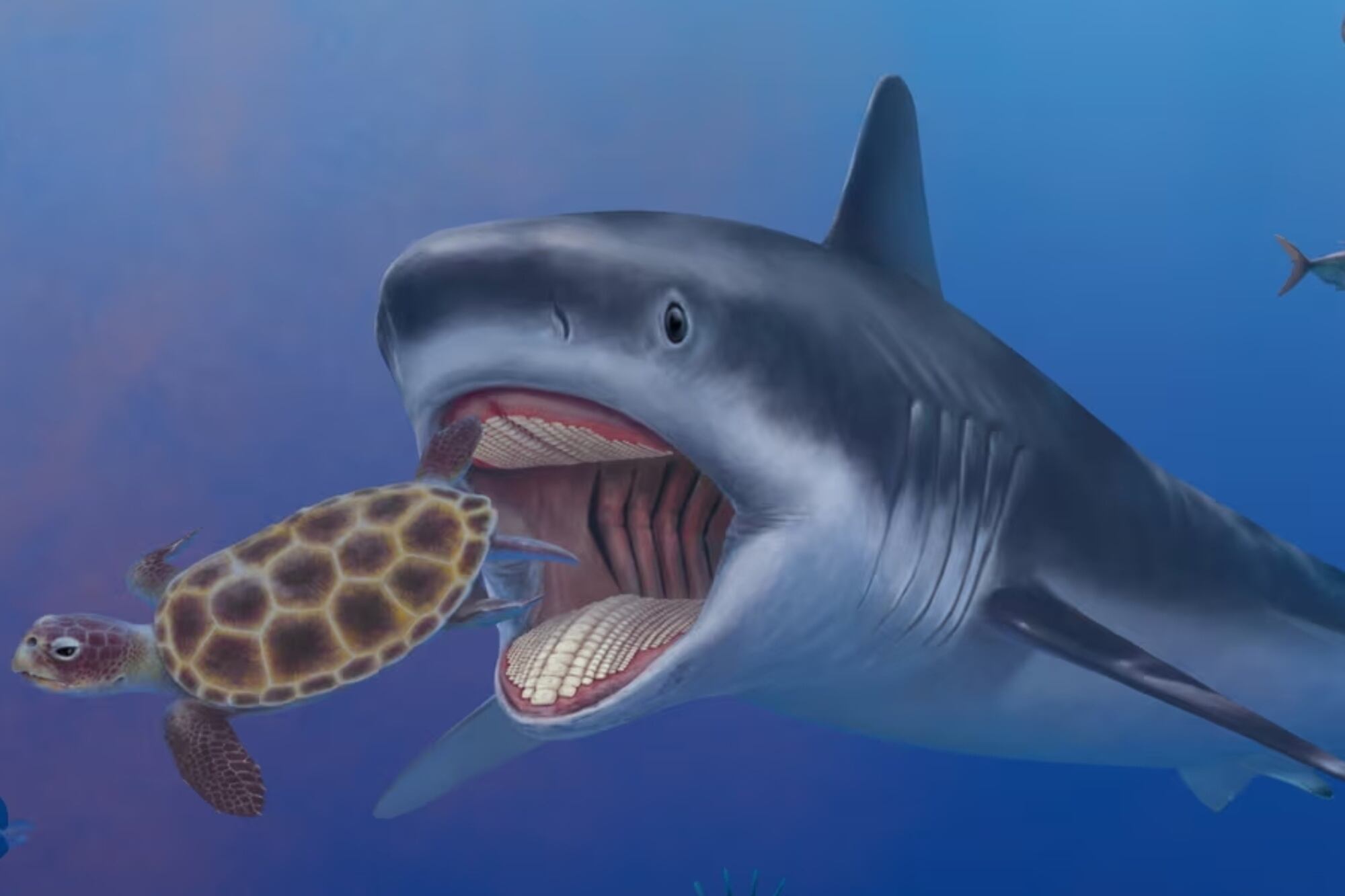 Descubrieron fósiles del tiburón más largo del mundo y revelaron cómo se extinguió