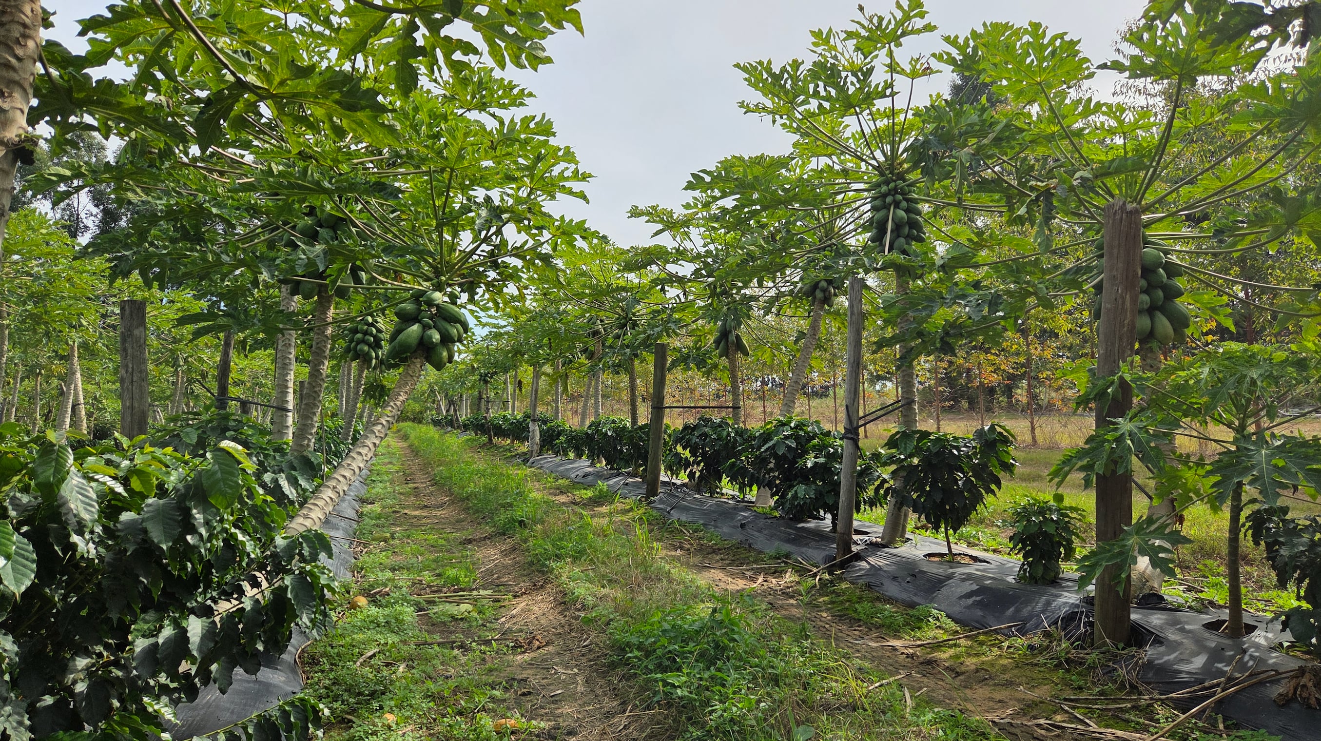 "Emprendimiento único": un cultivo impensado hasta hace poco por sus características apunta a ser un éxito en una provincia
