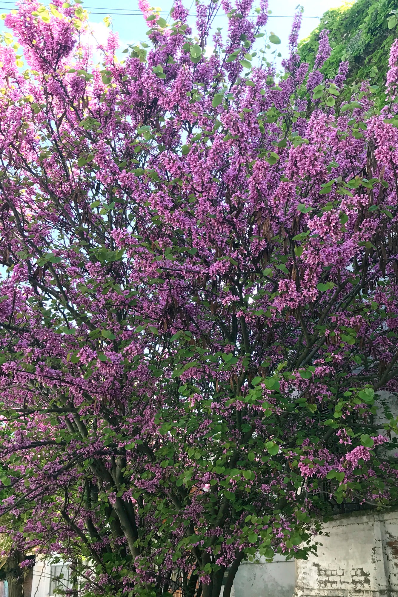El árbol del amor se adelanta al verde con sus flores fucsias