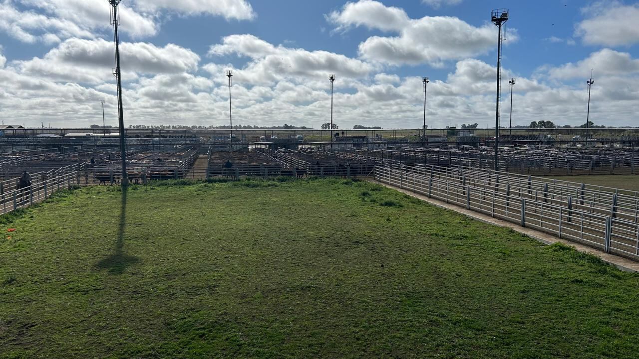 Las ventas tuvieron poca competencia por parte de los operadores de compra y valores con bajas respecto a los registrados en la rueda de ayer en casi todas las categorías y clasificaciones