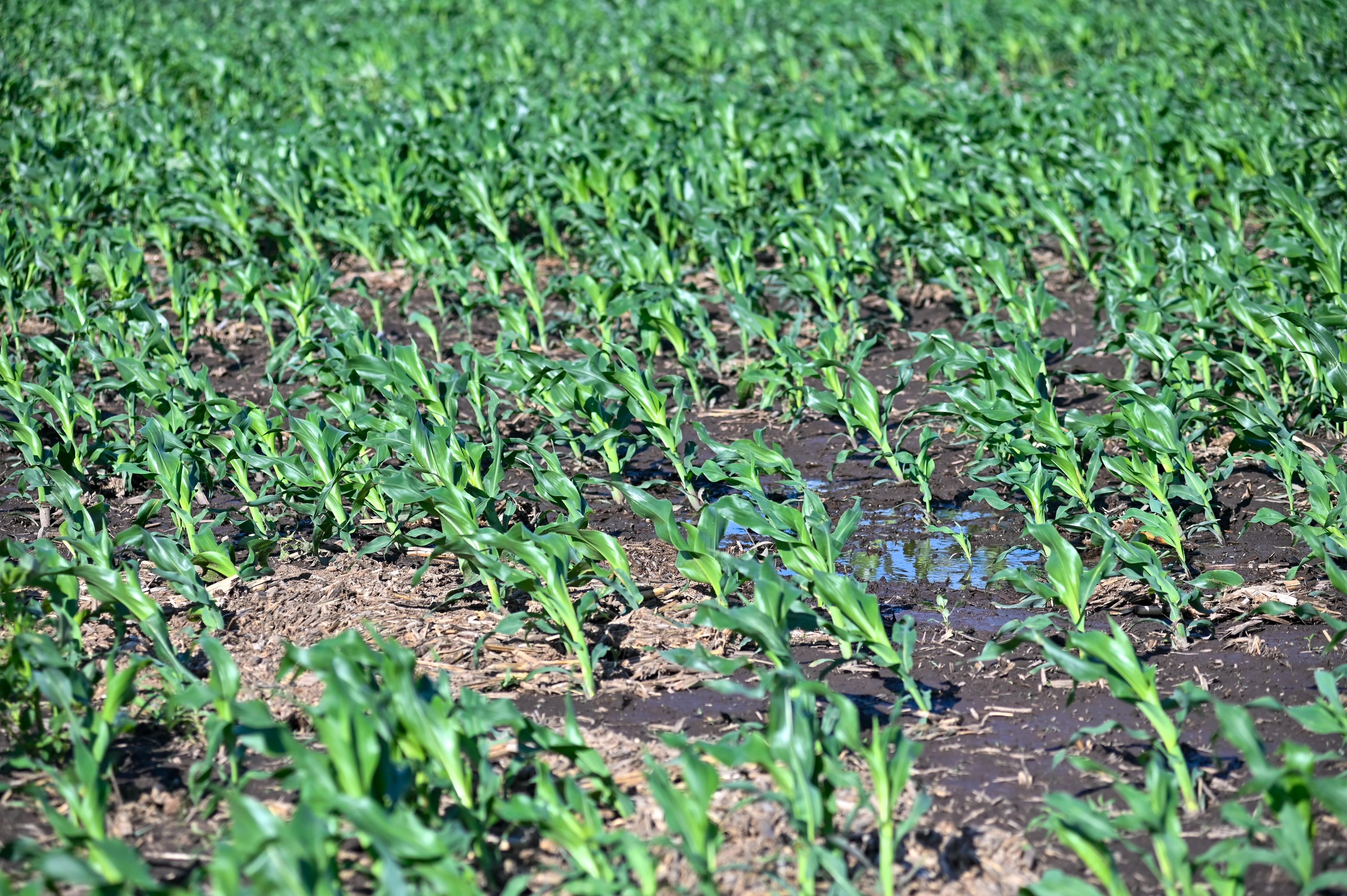 Un lote con maíz hoy en la zona de Rosario; habrá un impulso a su desarrollo