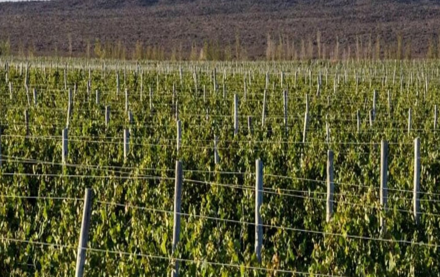 El viñedo tiene capacidad para producir suficientes uvas para para unas 100.000 botellas