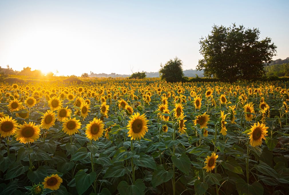 Las cinco plantas para sembrar en noviembre y disfrutar de un jardín colorido en verano 8 El girasol crece rápido y aporta altura y luminosidad al jardín