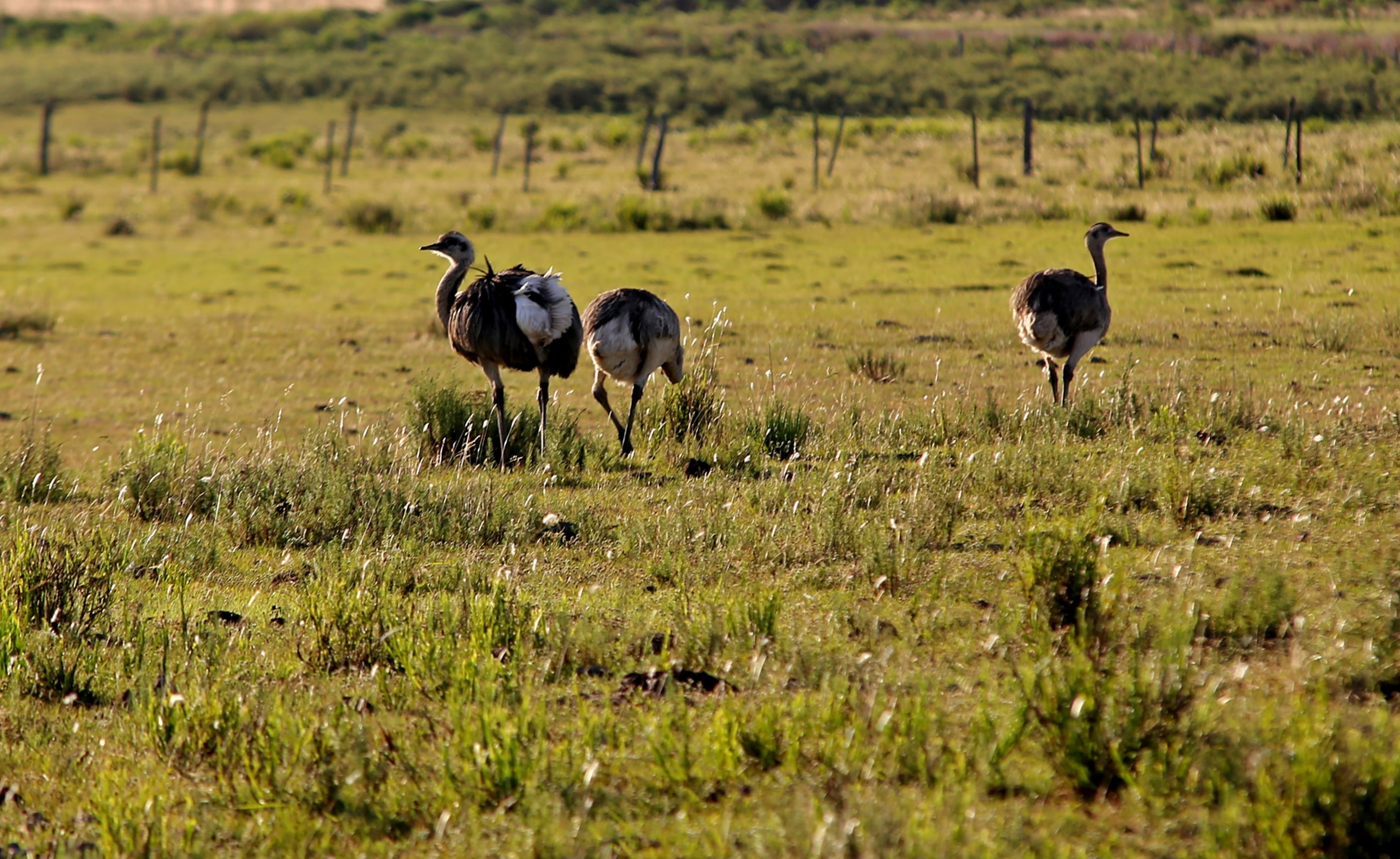 Ñandúes en el norte uruguayo