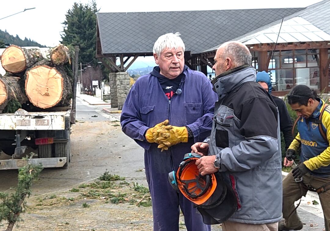 Polémica: el intendente de Bariloche se puso al hombro la poda de pinos y los cortó con una motosierra