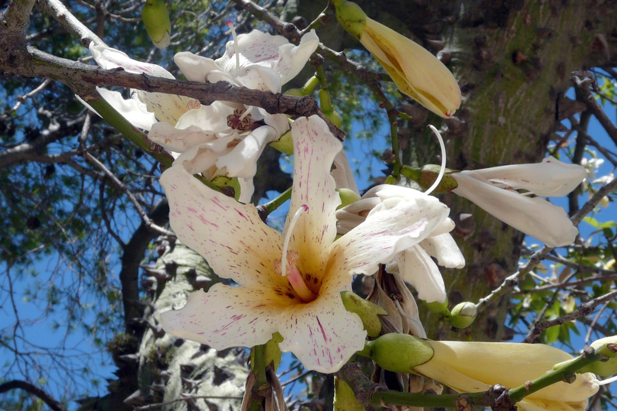 Las flores de Ceiba chodatii producen abundante néctar y atraen picaflores, mariposas y otros insectos polinizadores en una época en la que escasean las floraciones