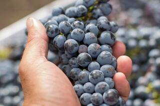 El secreto de una buena cosecha