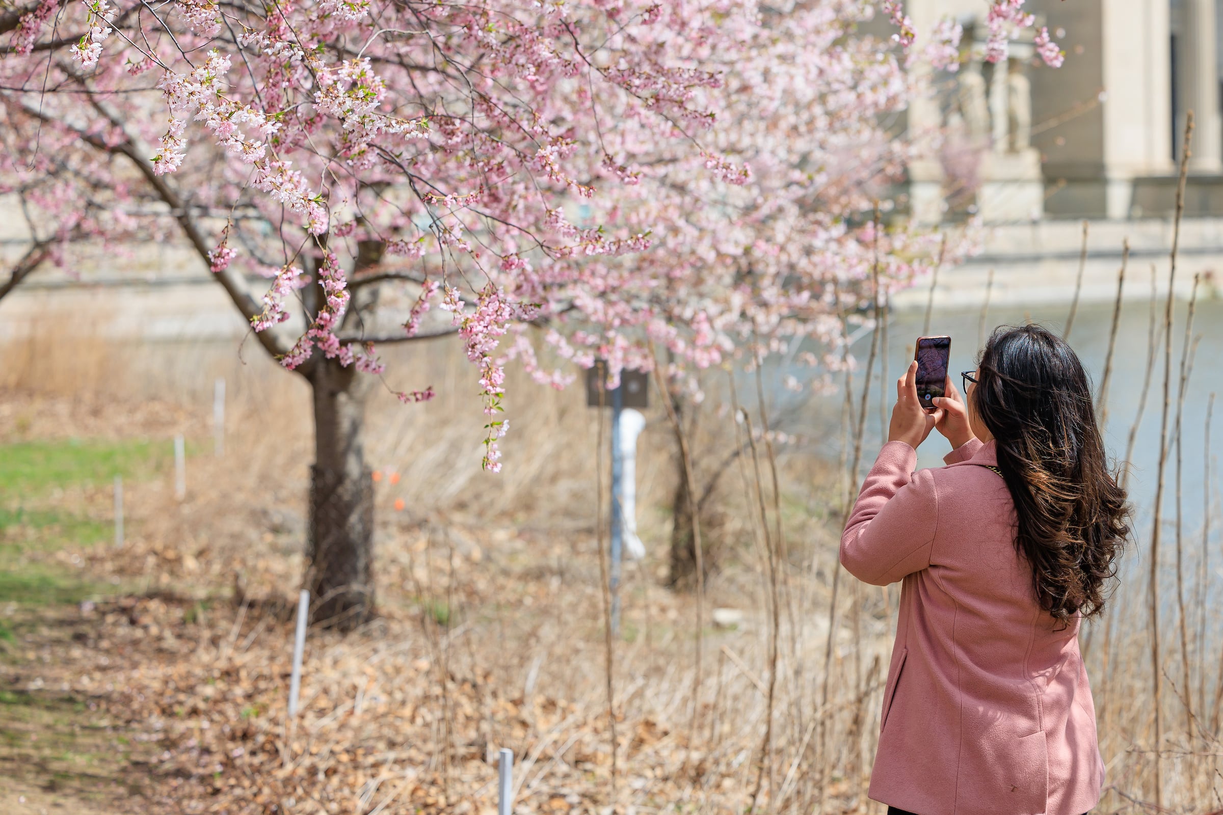 Galería de imágenes: floración de cerezos en Chicago