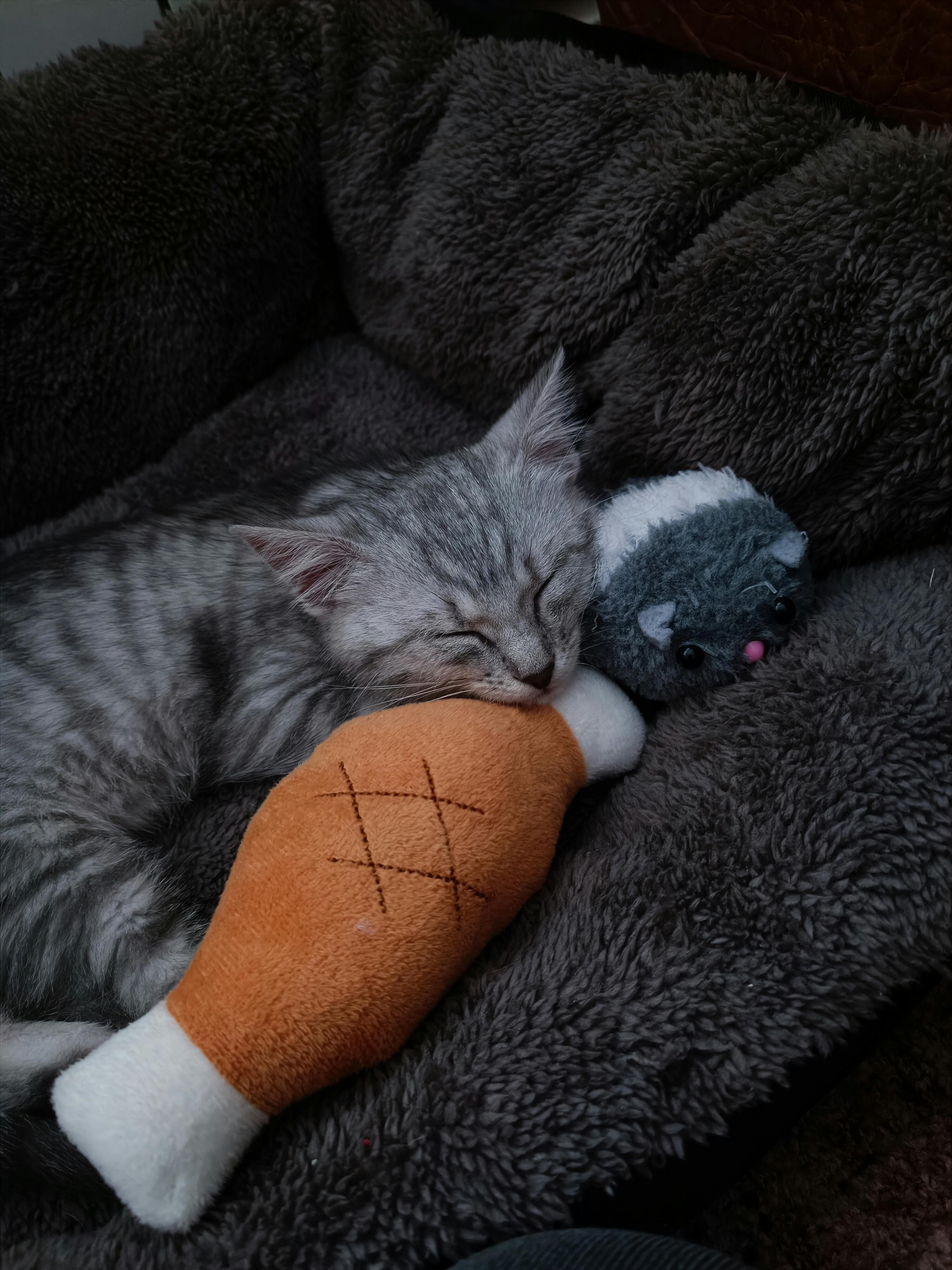 Los gatos necesitan zonas donde puedan descansar sin interrupciones