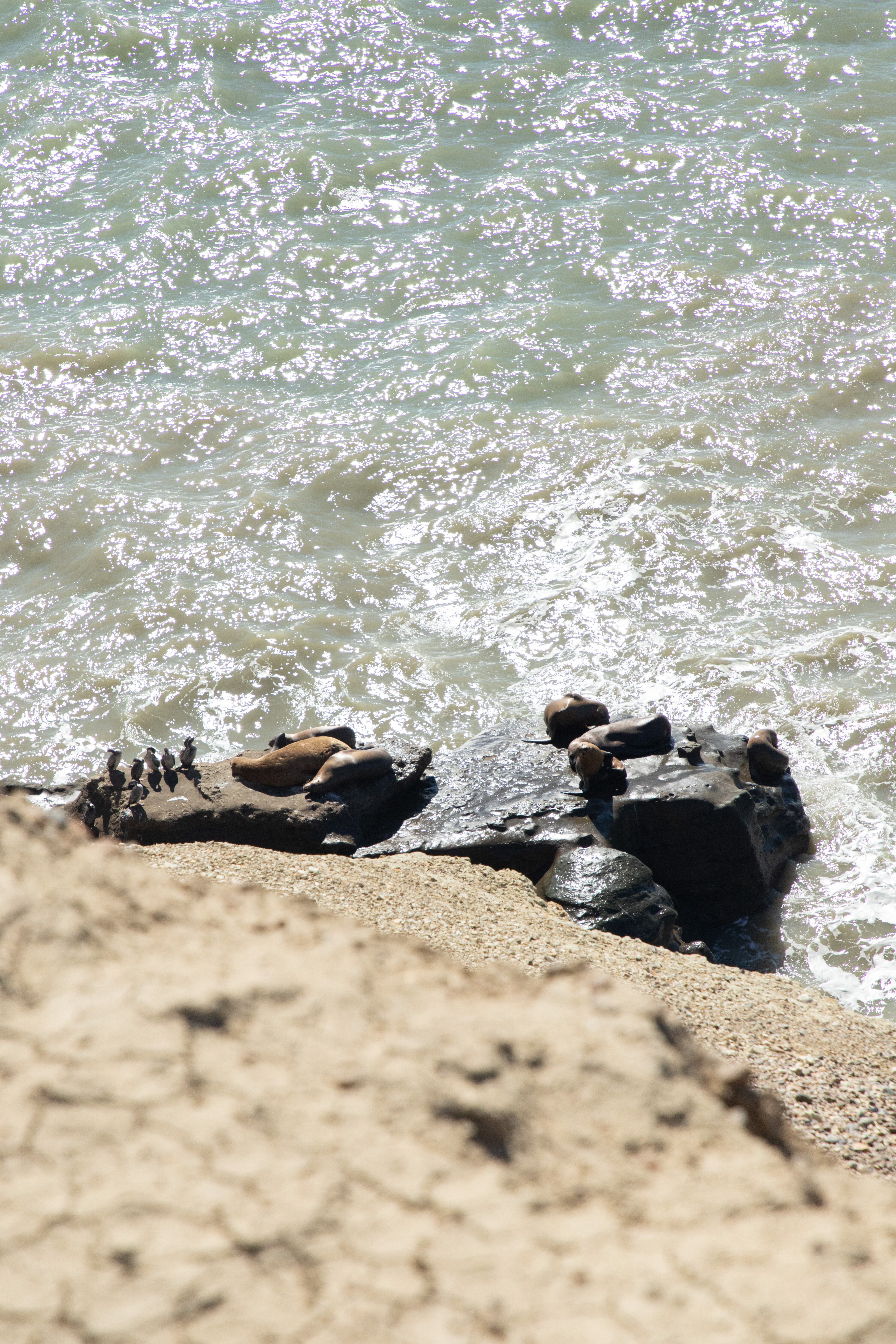 Cormoranes y lobos marinos en el circuito costero.