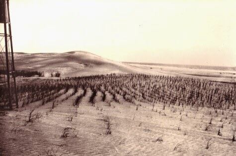 Las plantaciones de arbustos sobre los médanos de Villa Gesell, en el año 1937