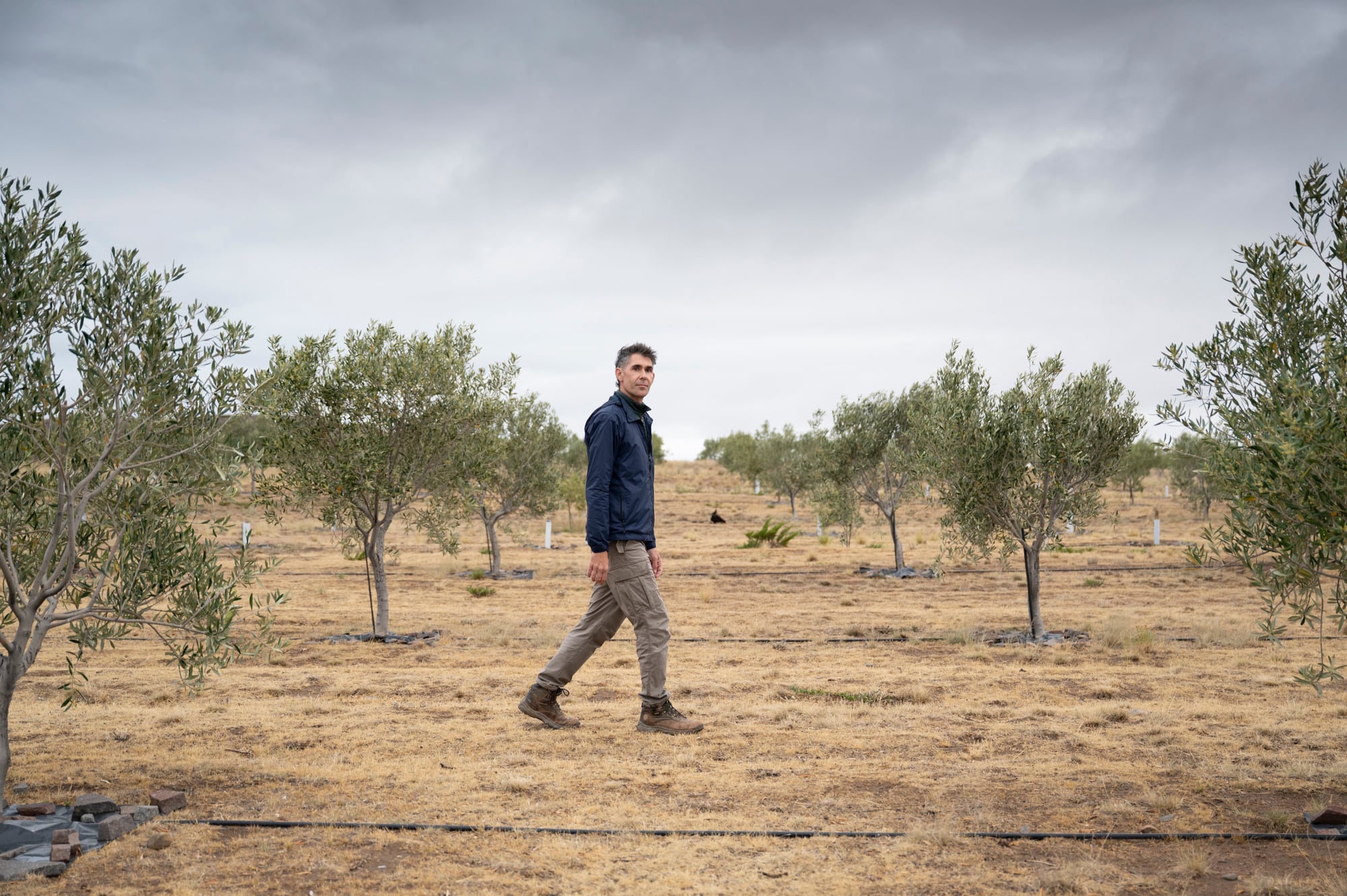 Los olivos están junto a la casa que recibe huéspedes