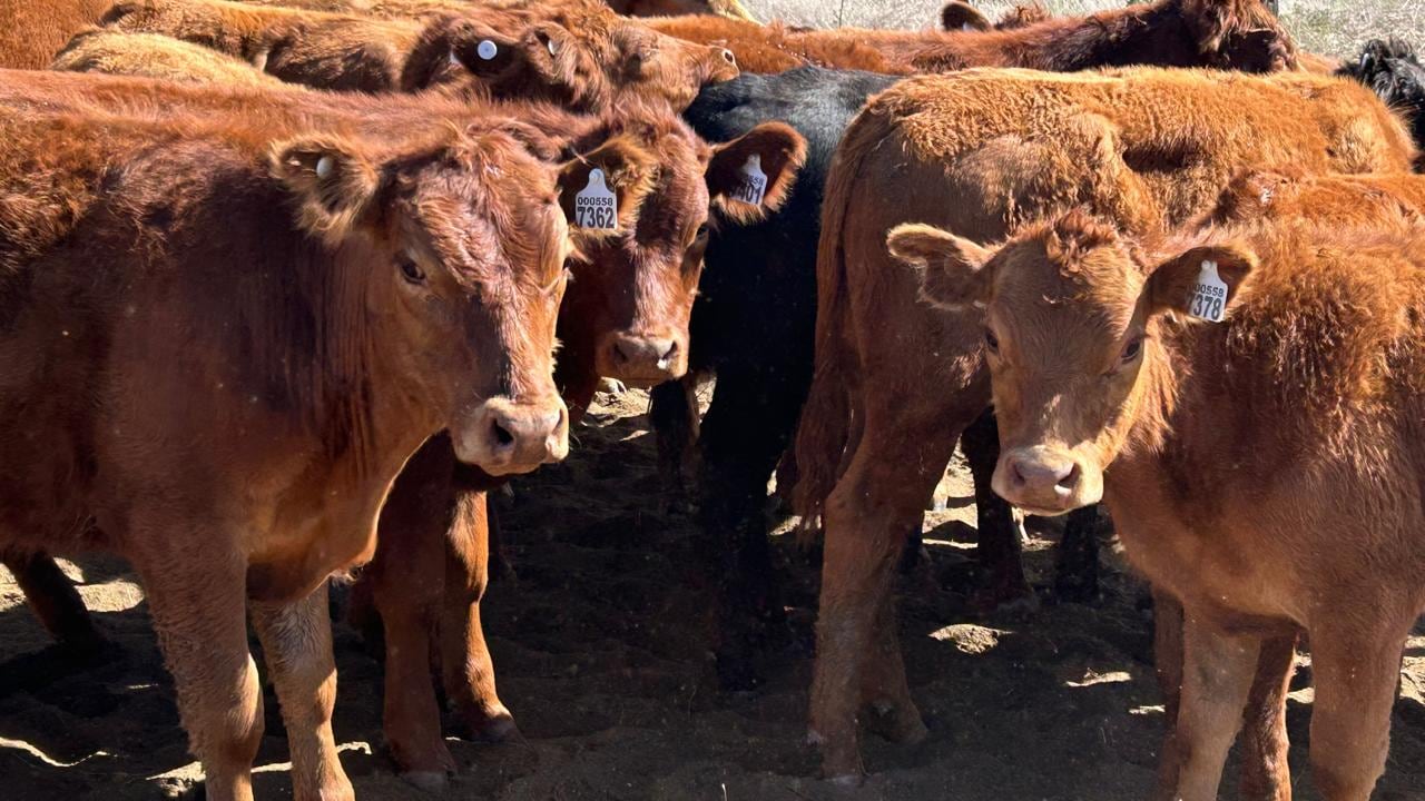 Encuesta Crea: 82% de Empresarios Ganaderos Considera Buen Momento Para Invertir